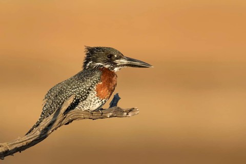 Reuzen Ijsvogel man op tak, Giant Kingfisher male on branch