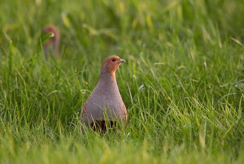 Grey Partridge (Perdix perdix) perched in grass field, North Rhine-Westphalia, Germany