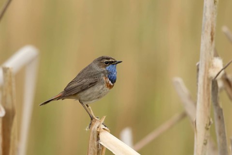 Blauwborst natuurlijke omgeving, Bluethroat natural habitat