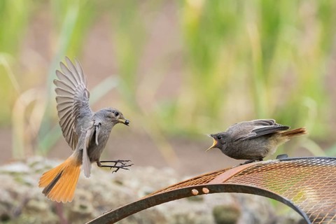 Female black redstart (Phoenicurus ochruros) approaching to feed a young bird on a wire mesh,