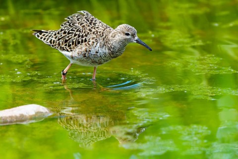 Bird in the green reflected in calm water, ruff (Calidris pugnax, Syn.: Philomachus pugnax),