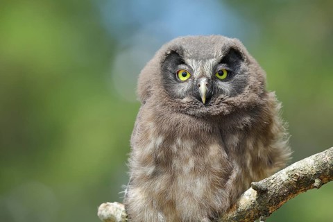 Great horned owl (Aegolius funereus), young bird sitting on a branch, Rothaargebirge, Rothaarsteig,