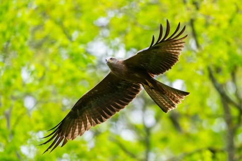 Black kite (Milvus migrans) flying in a forest in early summer, Bavaria, Germany