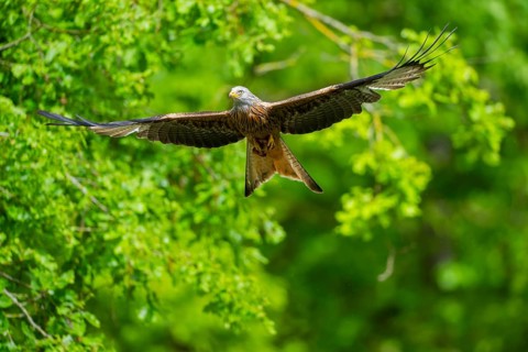 Red kite (Milvus milvus) flying in a forest in early summer, Bavaria, Germany