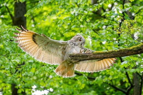 Western Siberian eagle-owl (Bubo bubo sibiricus) landing on a tree, captive, Bavaria, Germany