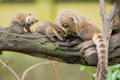 South American coati (Nasua nasua) mother with its youngsters on an old tree trunk, captive, Zoo