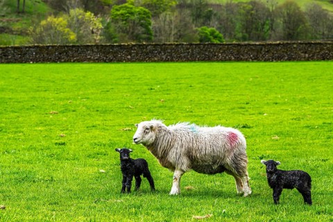 Sheep and farm in Lake District National Park, Coniston Water, Cumbria, England, United Kingdom