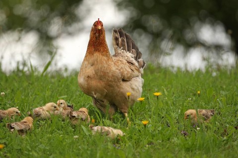 Domestic chicken with a few days old young ones looking for food in a meadow, free-range, organic