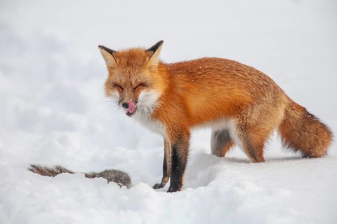 Red fox (vulpes vulpes), Fox hunting eastern gray squirrel (sciurus carolinensis) in winter.