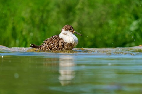 Bird swimming in the water, water droplets flying in the air, Ruff (Calidris pugnax), Spring,
