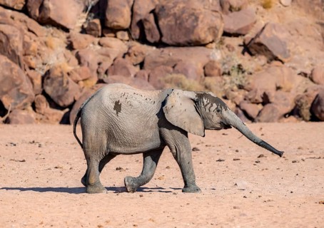 Juvenile African elephant (Loxodonta africana), desert elephant, near the Hoanib River, Damaraland,