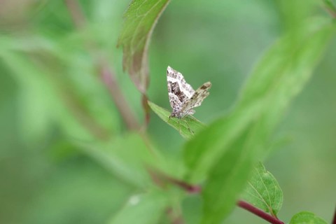Grey-banded lacewing (Epirrhoe alternata), moth, leaves, The butterfly sits hidden on a leaf in the