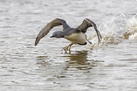 Red-throated diver (Gavia stellata) taking off on the water, Aventdalen, Longyearbyen, Spitsbergen,