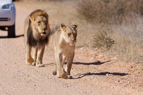 African lions (Panthera leo), two adults, male and female, walking on a dirt road, followed by an