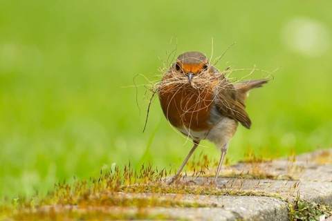 European robin (Erithacus rubecula) adult bird in an urban garden with nesting material in its beak