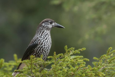 Spotted Nutcracker (Nucifraga caryocatactes), Grisons, Switzerland