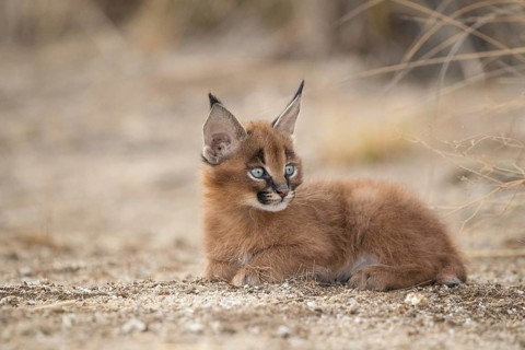 Caracal (Caracal caracal) cub resting, Castile-La Mancha, Spain