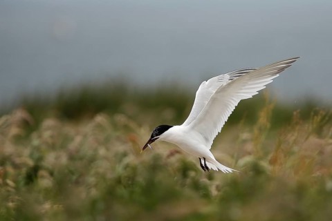 Sandwich Tern (Thalasseus sandvicensis) flying with fish in its beak, Farne Islands, United Kingdom