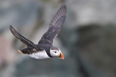 Atlantic Puffin (Fratercula arctica) flying, Newfoundland, Canada