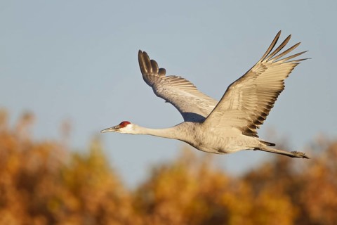 Sandhill Crane (Antigone canadensis) flying, New Mexico, USA