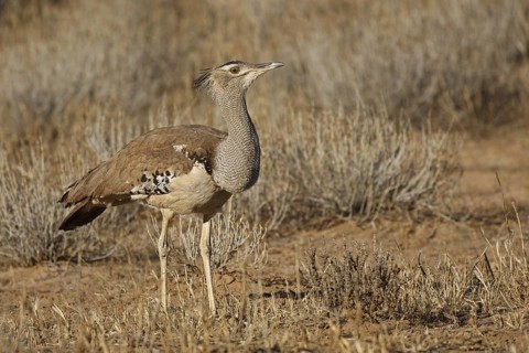Kori Bustard (Ardeotis kori), Northern Cape, South Africa