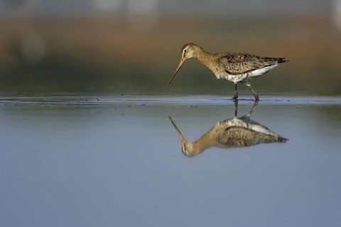 Black-tailed Godwit (Limosa limosa) foraging, Seville, Spain