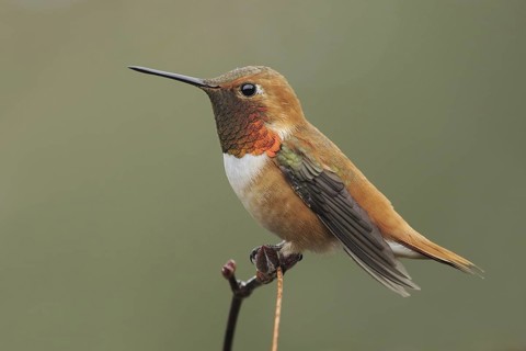Rufous Hummingbird (Selasphorus rufus) male, British Columbia, Canada