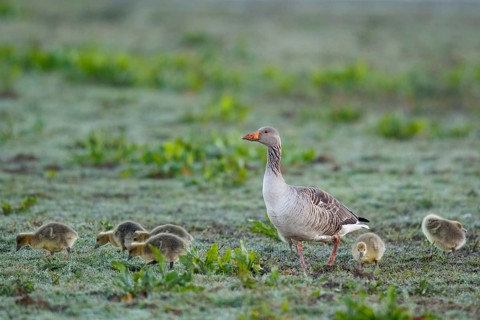 Greylag Goose (Anser anser) with chicks, Netherlands
