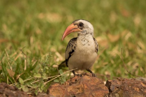 Western Red-billed Hornbill (Tockus kempi), Gambia