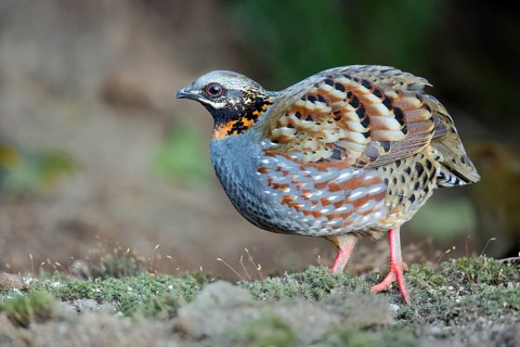 Rufous-throated Partridge (Arborophila rufogularis), Yunnan, China