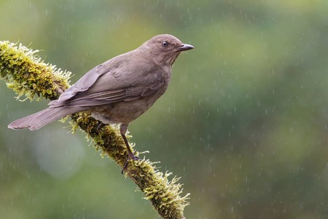 Mountain Robin (Turdus plebejus) perched on a branch in Costa Rica