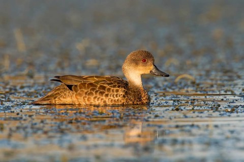 Grey Teal (Anas gracilis), Victoria, Australia