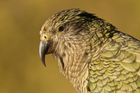 Portrait of a juvenile kea (Nestor notabilis)