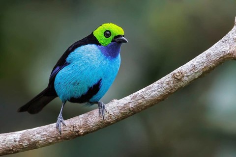 Paradise Tanager (Tangara chilensis) perched on a branch in Manu National Park, Peru