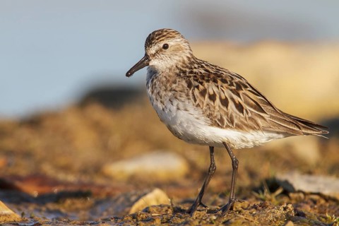 Semipalmated Sandpiper (Calidris pusilla) in a pond in the tundra near Churchill, Manitoba, Canada