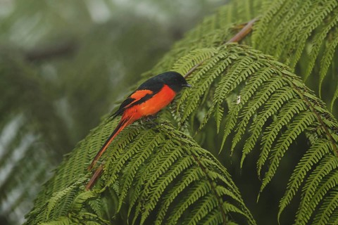 Grey-chinned Minivet (Pericrocotus solaris) male, Fraser's Hill, Malaysia