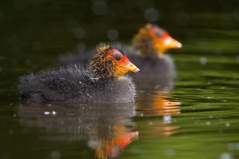 Eurasian Coot (Fulica atra) juvenile, Baden-Wuerttemberg, Germany