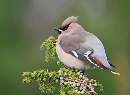 Bohemian Waxwing (Bombycilla garrulus), Hordaland, Norway