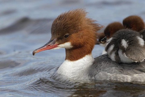 Common Merganser (Mergus merganser) female with chicks, Bavaria, Germany