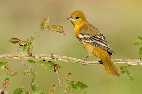 Baltimore Oriole (Icterus galbula) female, Texas, USA