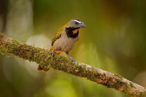 Buff-throated Saltator, Saltator maximus, exotic bird sitting on the branch in the green forest.