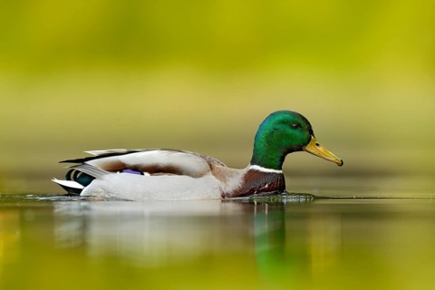 Water bird Mallard, Anas platyrhynchos, with reflection in the water. Bird in the green river,