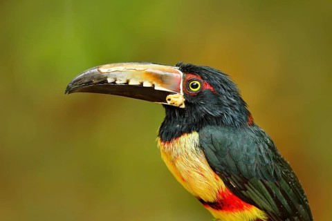 Portrait of toucan. Collared Aracari, Pteroglossus torquatus, bird with big bill. Toucan sitting on