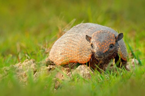 Six-Banded Armadillo, Yellow Armadillo, Euphractus sexcinctus, Pantanal, Brazil. Wildlife scene