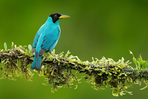 Green Honeycreeper, Chlorophanes spiza, exotic tropic malachite green and blue bird form Costa Rica