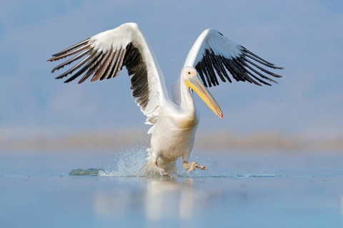 Dalmatian pelican, Pelecanus crispus, landing in Lake Kerkini, Greece. Pelican with open wings.