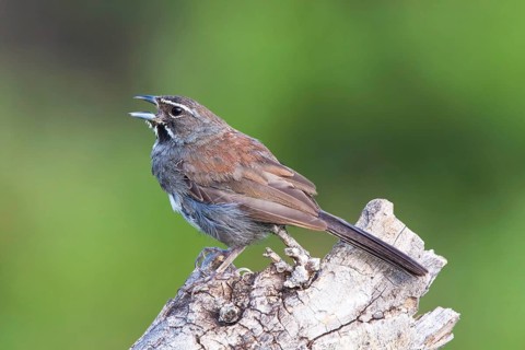 Five-striped Sparrow Amphispiza quinquestriata Santa Rita Mountains, Santa Cruz County, Arizona,