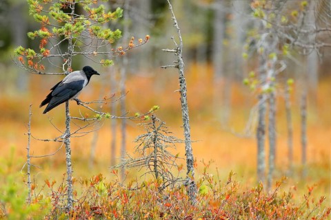 Hooded Crow, Corvus cornix, in orange forest leaves. Bird with orange fall down leaves and morning