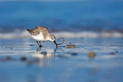 Sanderling (Calidris alba) foraging, Schleswig-Holstein, Germany