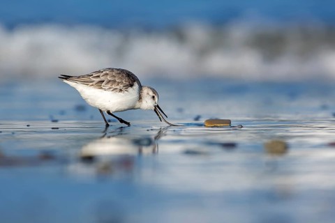 Sanderling (Calidris alba) foraging, Schleswig-Holstein, Germany